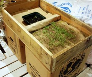 Growing seeds in cardboard by Justin Kim. 