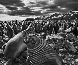 Genesis © Sebastião SALGADO / Amazonas images