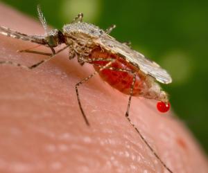 Malaria is a mosquito-borne infectious disease - Image courtesy of Wikipedia 