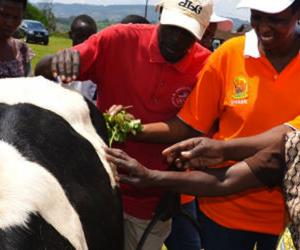 Rwandan genocide survivors received cows from the government but were unable to sell their milk at the local market until Chantal Butare came along. Image: minagri.gov.rw