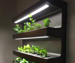 edn planter
