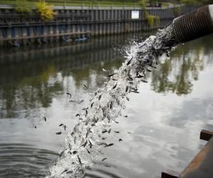 Experts have released 30 000 catfish into the Chicago River in an effort to measure the signs of progress in cleaning up the notoriously polluted water. Image: citylab