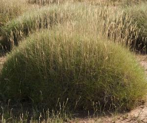 Spinifex - The University of Queensland. 