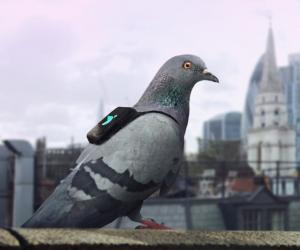 Pigeon Air Patrol
