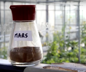 Scientists at Wageningen University have successfully grown edible cereals and vegetables including peas, radishes, tomatoes and rye in Martian soil