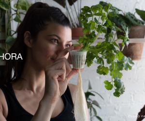 Dirt-free herb farming for urban dwellers 