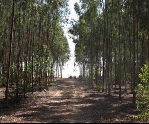 Egyptian forest plantations