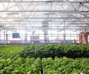 The world's largest rooftop farm