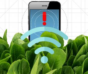 Nanobionic Spinach Leaves