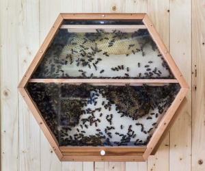 Beecosystem