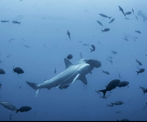 Credit: Sofia Green, Pew Bertarelli, Ocean Legacy Brief