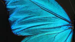 The wing surface of the Morpho butterfly. Courtesy of the Biomimicry Institute. 
