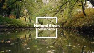 Natural Areas Conservancy of New York City identity by Paula Scher. 