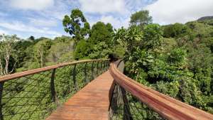 The Boomslang canopy walkway at Kirstenbosch Botanical Garden. Image: Adam Harrower.