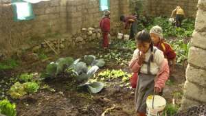 Andean Greenhouses 