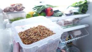 Farming your own mealworms could be a reality with this desktop farm.