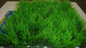 Plastic grass