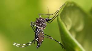 Aedes aegypti