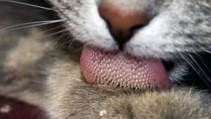 Cat Tongue