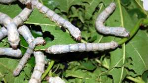 Stock Image of silkworms in the wild 