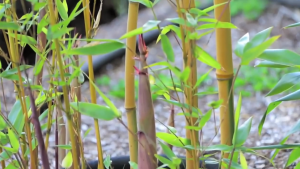 Bamboo Engineering by MIT. 