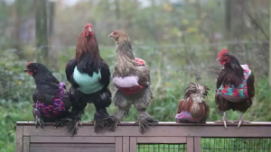 A 25-year-old UK woman has dedicated herself to keeping rescued chickens warm.